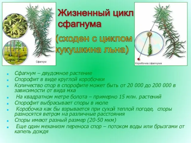 Сфагнум – двудомное растение Спорофит в виде круглой коробочки Количество спор в