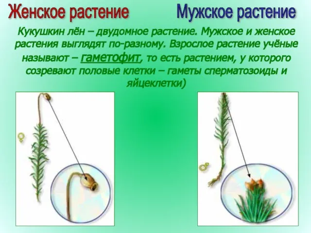 Женское растение Мужское растение Кукушкин лён – двудомное растение. Мужское и женское