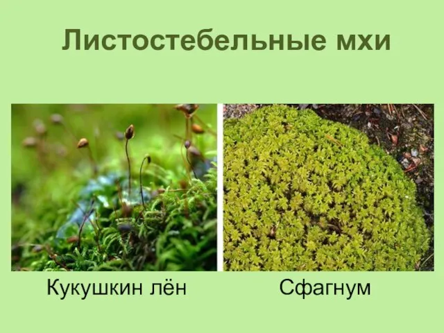 Листостебельные мхи Кукушкин лён Сфагнум