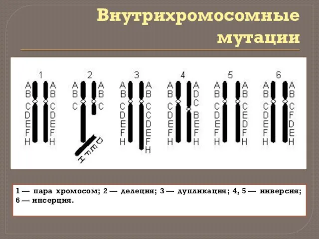 Внутрихромосомные мутации 1 — пара хромосом; 2 — делеция; 3 — дупликация;