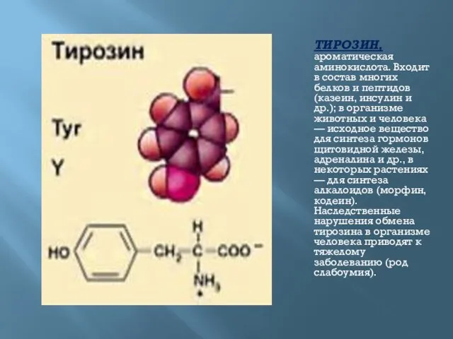 ТИРОЗИН, ароматическая аминокислота. Входит в состав многих белков и пептидов (казеин, инсулин