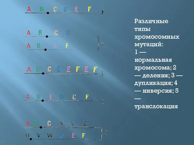 Различные типы хромосомных мутаций: 1 — нормальная хромосома; 2 — деления; 3