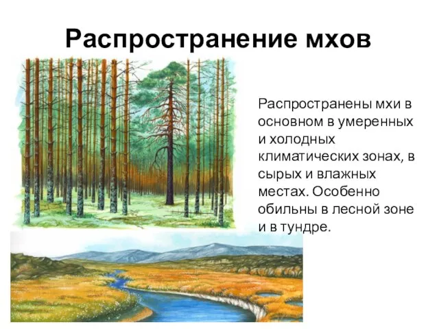 Распространены мхи в основном в умеренных и холодных климатических зонах, в сырых