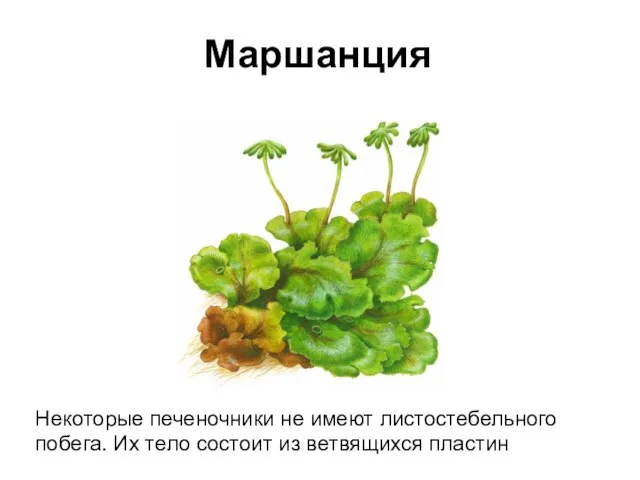 Маршанция