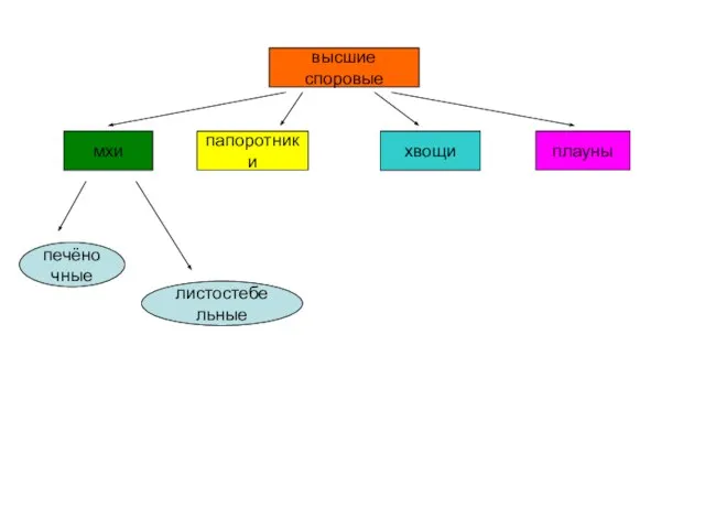 высшие споровые папоротники хвощи плауны мхи печёночные листостебельные