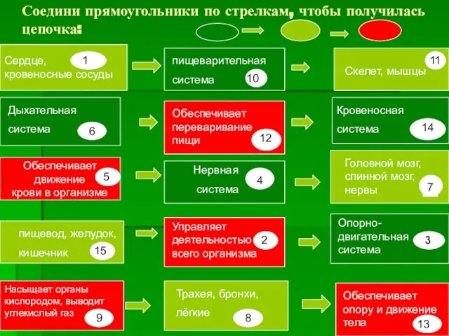 Соедини прямоугольники по стрелкам, чтобы получилась цепочка: