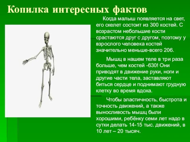 Копилка интересных фактов Когда малыш появляется на свет, его скелет состоит из