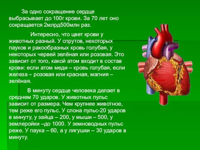 За одно сокращение сердце выбрасывает до 100г крови. За 70 лет оно