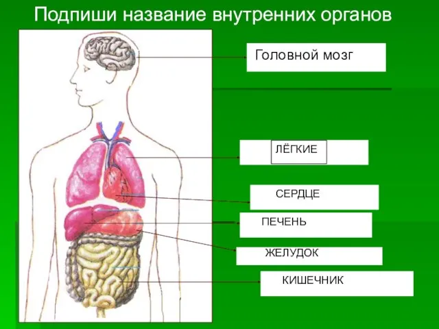 Подпиши название внутренних органов Головной мозг ЛЁГКИЕ СЕРДЦЕ ПЕЧЕНЬ ЖЕЛУДОК КИШЕЧНИК