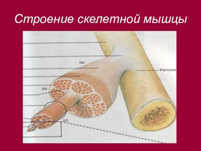 Строение скелетной мышцы