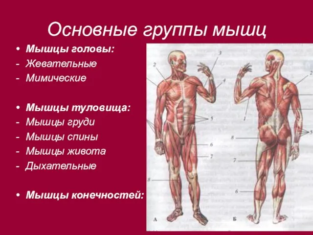Основные группы мышц Мышцы головы: Жевательные Мимические Мышцы туловища: Мышцы груди Мышцы