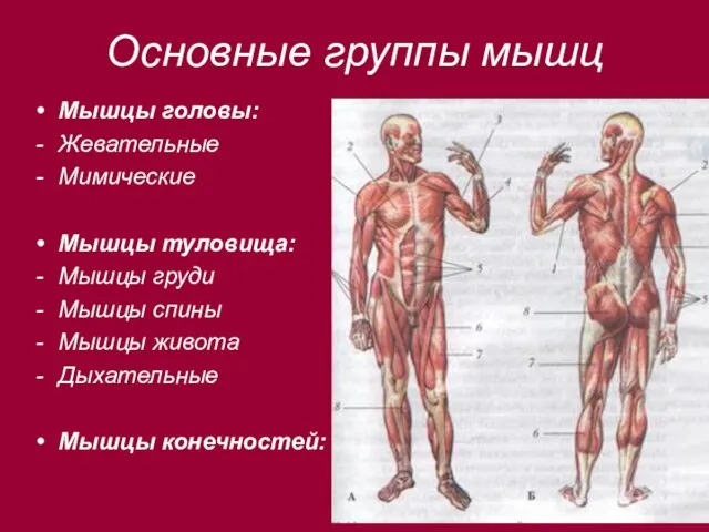 Основные группы мышц Мышцы головы: Жевательные Мимические Мышцы туловища: Мышцы груди Мышцы