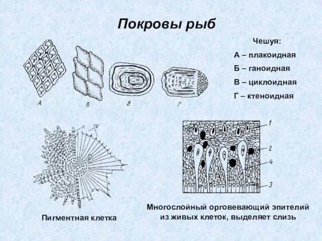 Покровы рыб Чешуя: А – плакоидная Б – ганоидная В – циклоидная