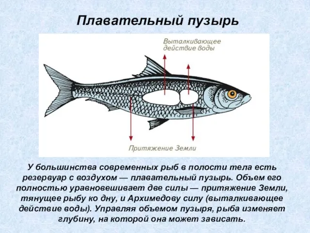 У большинства современных рыб в полости тела есть резервуар с воздухом —