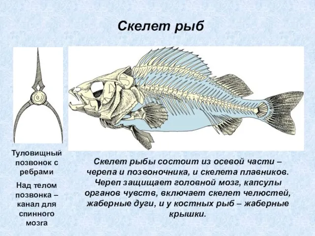 Скелет рыбы состоит из осевой части – черепа и позвоночника, и скелета