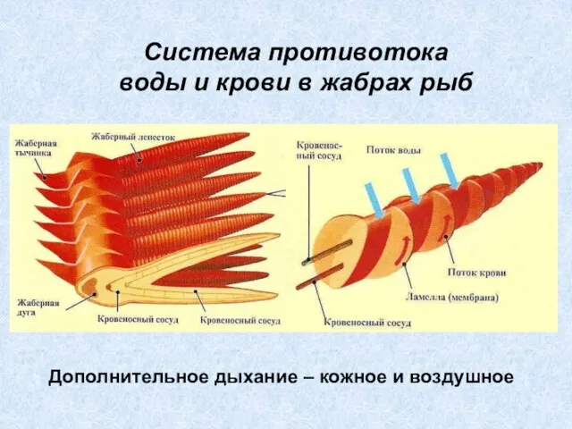 Система противотока воды и крови в жабрах рыб Дополнительное дыхание – кожное и воздушное