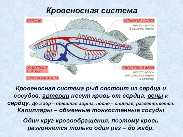 Кровеносная система рыб состоит из сердца и сосудов: артерии несут кровь от