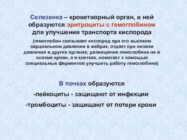 Селезенка – кроветворный орган, в ней образуются эритроциты с гемоглобином для улучшения