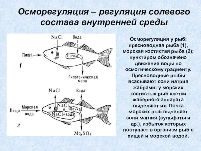 Осморегуляция – регуляция солевого состава внутренней среды Осморегуляция у рыб: пресноводная рыба
