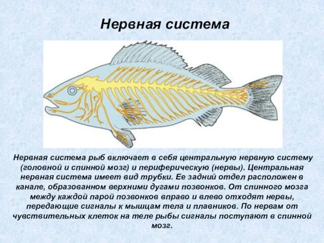 Нервная система рыб включает в себя центральную нервную систему (головной и спинной