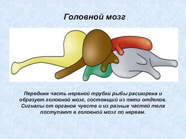 Передняя часть нервной трубки рыбы расширена и образует головной мозг, состоящий из