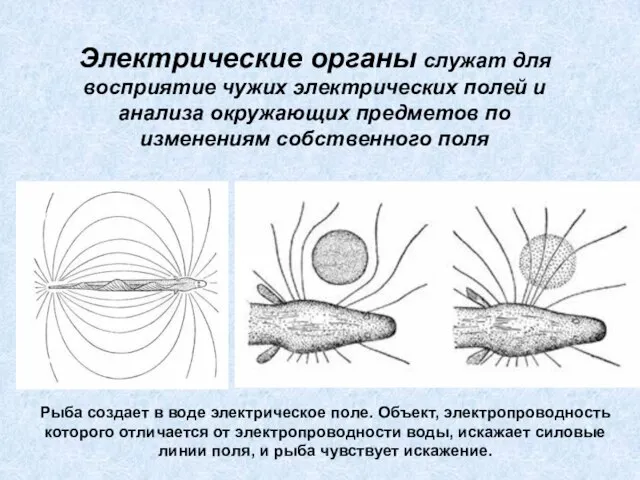 Электрические органы служат для восприятие чужих электрических полей и анализа окружающих предметов