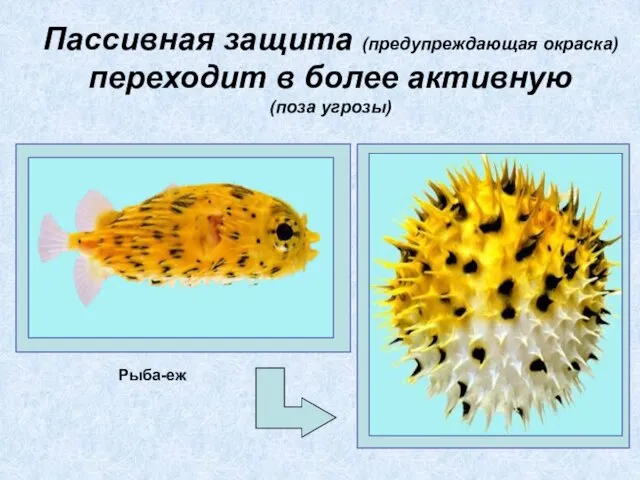 Пассивная защита (предупреждающая окраска) переходит в более активную (поза угрозы) Рыба-еж