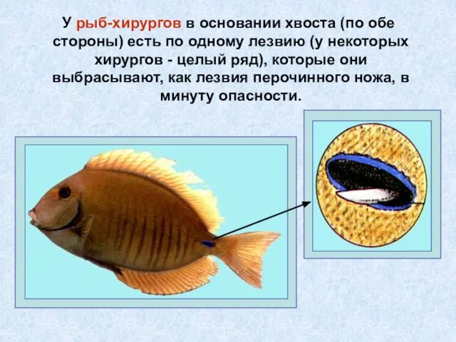 У рыб-хирургов в основании хвоста (по обе стороны) есть по одному лезвию