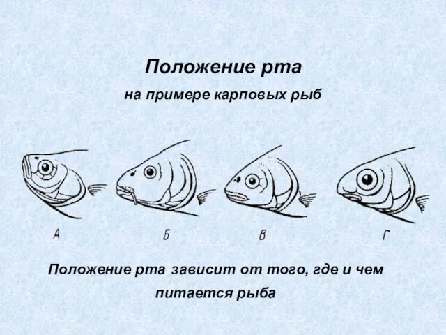 Положение рта на примере карповых рыб Положение рта зависит от того, где и чем питается рыба
