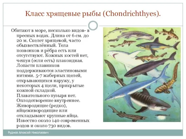 Класс хрящевые рыбы (Chondrichthyes). Обитают в море, несколько видов- в пресных водах.