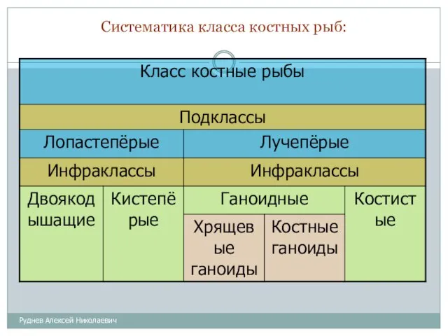 Систематика класса костных рыб: Руднев Алексей Николаевич
