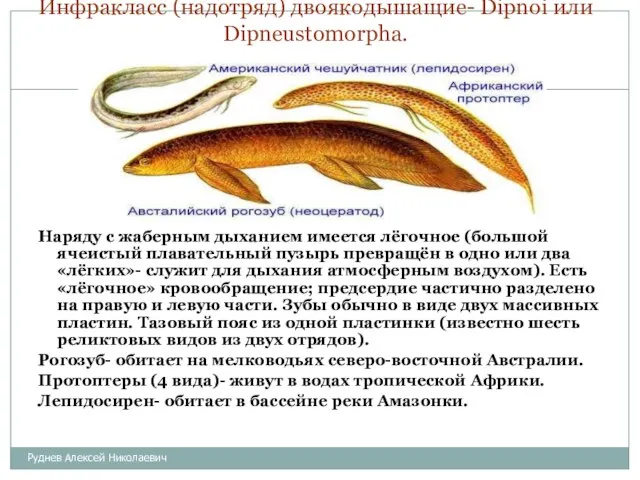 Инфракласс (надотряд) двоякодышащие- Dipnoi или Dipneustomorpha. Наряду с жаберным дыханием имеется лёгочное