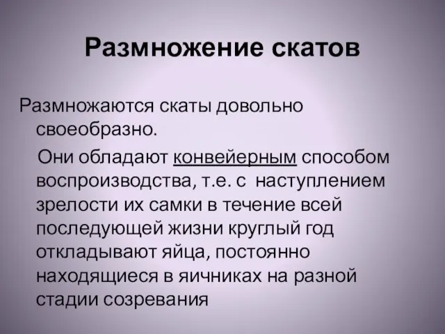 Размножение скатов Размножаются скаты довольно своеобразно. Они обладают конвейерным способом воспроизводства, т.е.