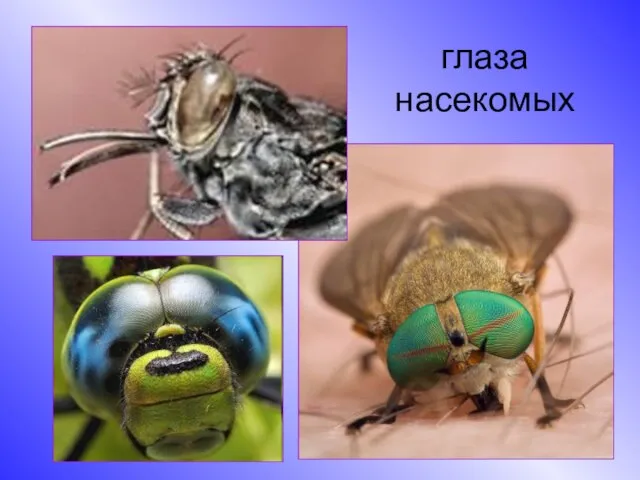 глаза насекомых