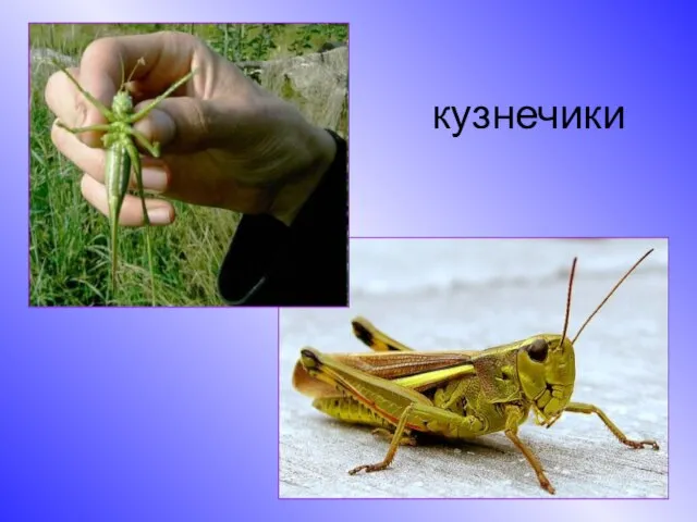 кузнечики