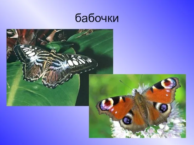 бабочки