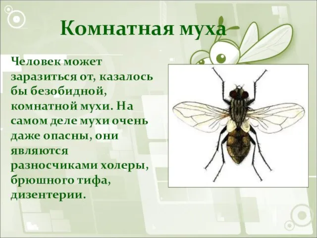 Комнатная муха Человек может заразиться от, казалось бы безобидной, комнатной мухи. На