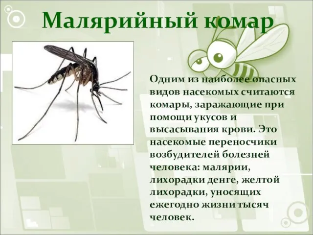 Малярийный комар Одним из наиболее опасных видов насекомых считаются комары, заражающие при