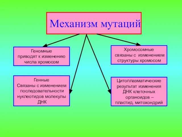 Механизм мутаций Геномные приводят к изменению числа хромосом Генные Связаны с изменением