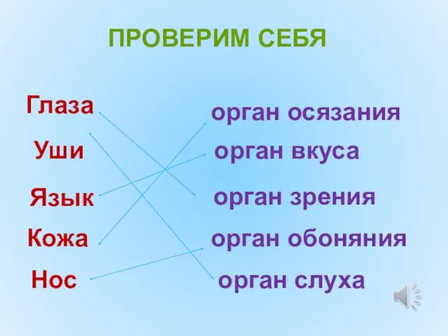 ПРОВЕРИМ СЕБЯ Глаза Уши Нос Кожа Язык орган осязания орган вкуса орган