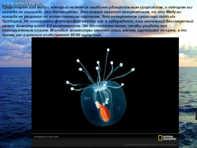 Существует вид медуз, который является наиболее удивительным существом, о котором вы никогда