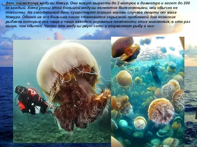 Это гигантские медузы Номур. Они могут вырасти до 2 метров в диаметре