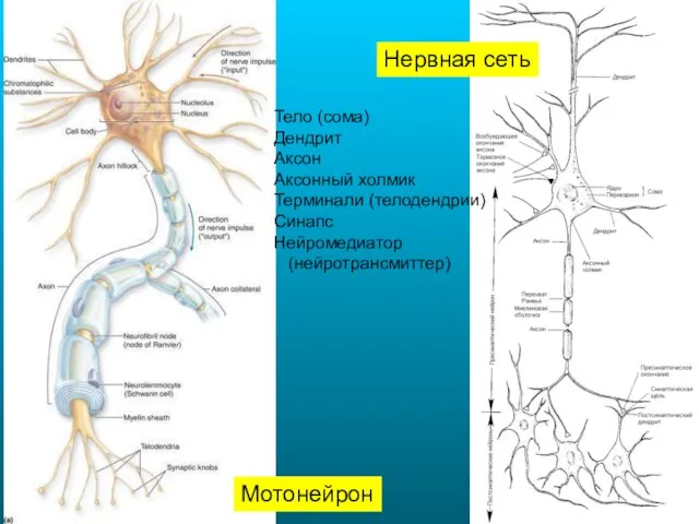 Нервная сеть Мотонейрон Тело (сома) Дендрит Аксон Аксонный холмик Терминали (телодендрии) Синапс Нейромедиатор (нейротрансмиттер)