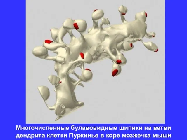 Многочисленные булавовидные шипики на ветви дендрита клетки Пуркинье в коре мозжечка мыши