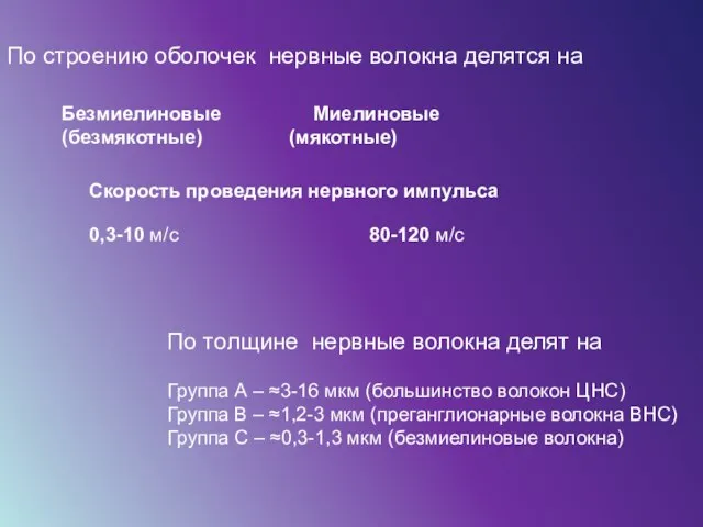 По строению оболочек нервные волокна делятся на Безмиелиновые Миелиновые (безмякотные) (мякотные) Скорость