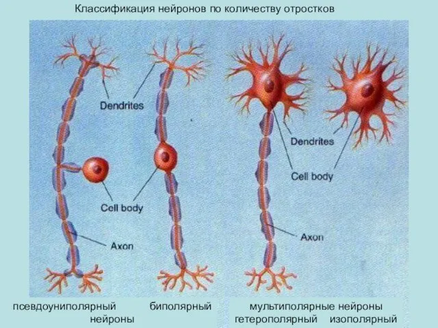 мультиполярные нейроны гетерополярный изополярный псевдоуниполярный биполярный нейроны Классификация нейронов по количеству отростков