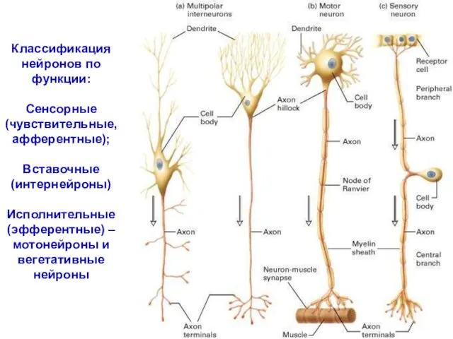 Классификация нейронов по функции: Сенсорные (чувствительные, афферентные); Вставочные (интернейроны) Исполнительные (эфферентные) – мотонейроны и вегетативные нейроны