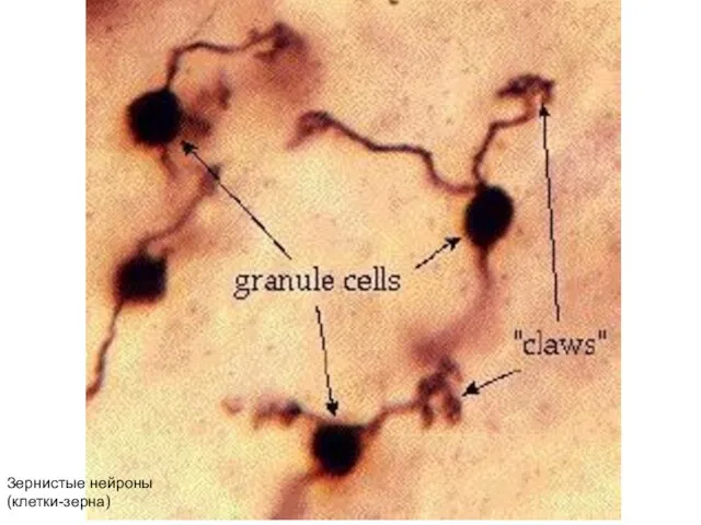 Зернистые нейроны (клетки-зерна)