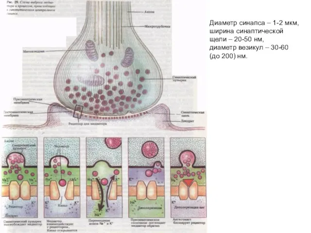 Диаметр синапса – 1-2 мкм, ширина синаптической щели – 20-50 нм, диаметр