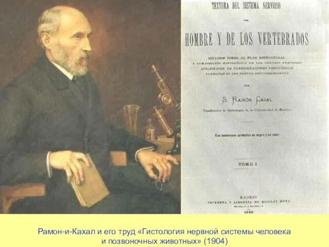 Рамон-и-Кахал и его труд «Гистология нервной системы человека и позвоночных животных» (1904)